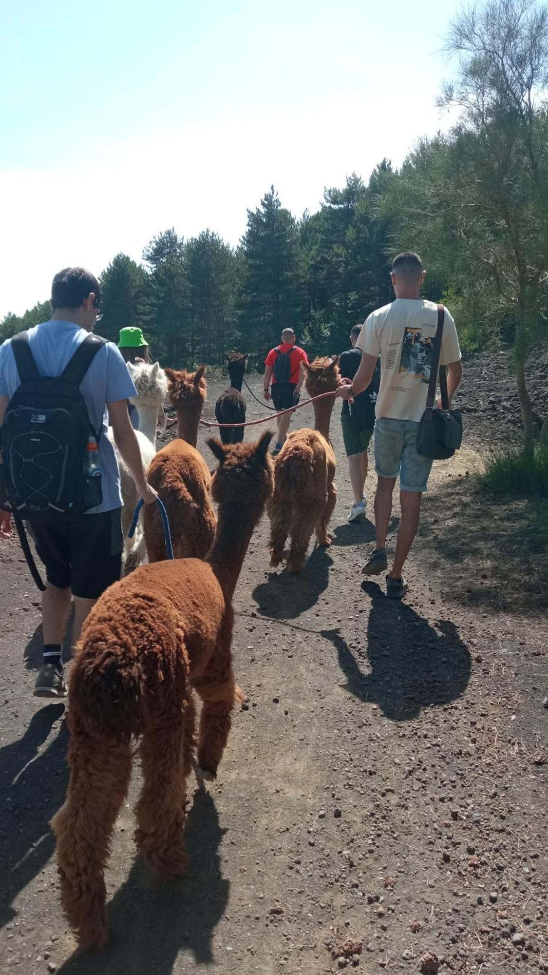 Alpaca Etna Rooms Da Mariagiovanna Linguaglossa Εξωτερικό φωτογραφία