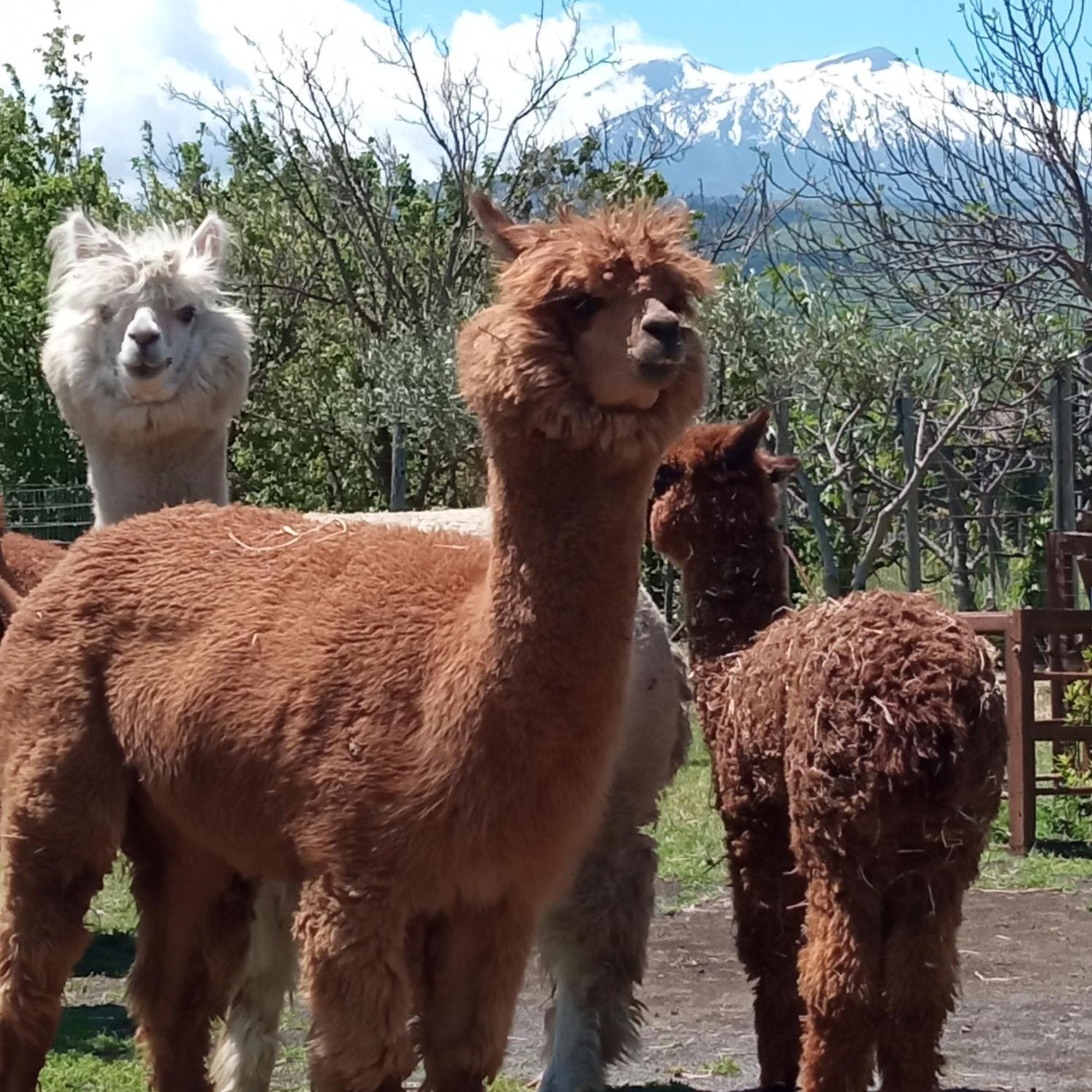 Alpaca Etna Rooms Da Mariagiovanna Linguaglossa Εξωτερικό φωτογραφία